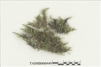 藏品(絹苔屬)的圖片